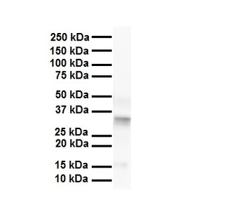 Pard6b Rabbit Polyclonal Antibody