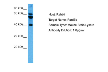 PARD6B Rabbit Polyclonal Antibody