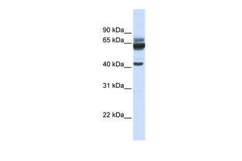 PARD6B Rabbit Polyclonal Antibody