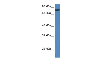 COP1 Rabbit Polyclonal Antibody