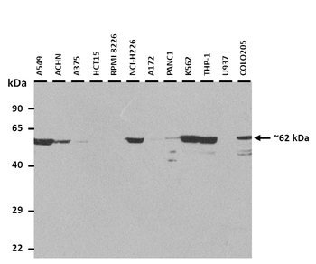 NEURL1 Rabbit Polyclonal Antibody