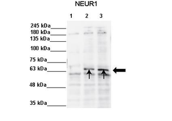 NEURL1 Rabbit Polyclonal Antibody