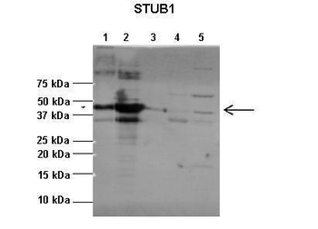 STUB1 Rabbit Polyclonal Antibody