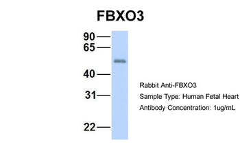 FBXO3 Rabbit Polyclonal Antibody