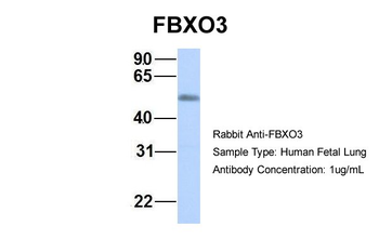 FBXO3 Rabbit Polyclonal Antibody