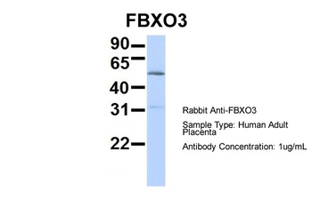 FBXO3 Rabbit Polyclonal Antibody