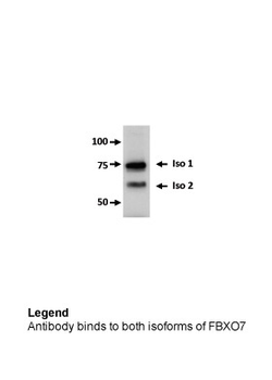 FBXO7 Rabbit Polyclonal Antibody