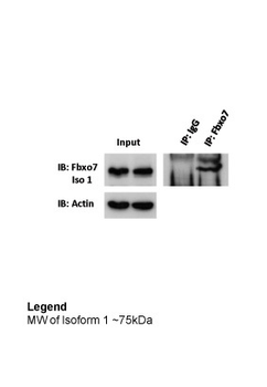 FBXO7 Rabbit Polyclonal Antibody