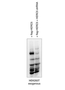 HERC6 Rabbit Polyclonal Antibody