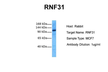 RNF31 Rabbit Polyclonal Antibody