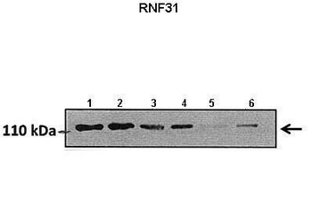 RNF31 Rabbit Polyclonal Antibody