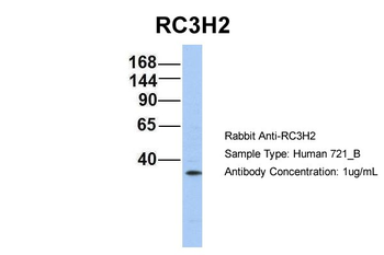 RC3H2 Rabbit Polyclonal Antibody
