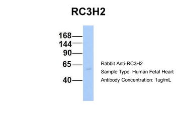 RC3H2 Rabbit Polyclonal Antibody
