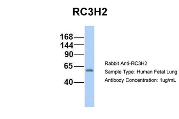 RC3H2 Rabbit Polyclonal Antibody