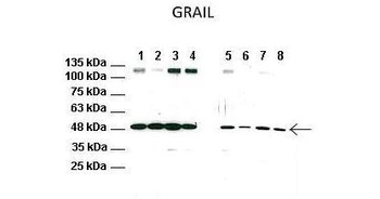 RNF128 Rabbit Polyclonal Antibody