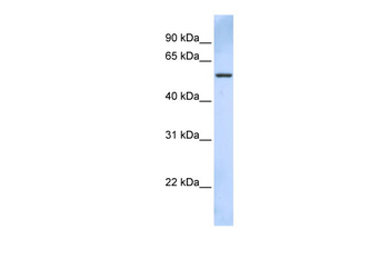 TRIM43 Rabbit Polyclonal Antibody