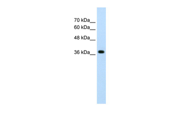 LONRF1 Rabbit Polyclonal Antibody