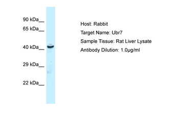 Ubr7 Rabbit Polyclonal Antibody