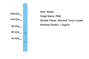 PAM Rabbit Polyclonal Antibody