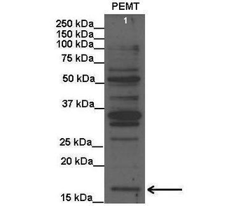PEMT Rabbit Polyclonal Antibody