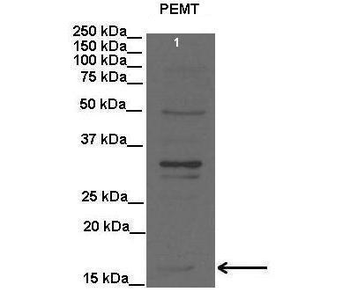 PEMT Rabbit Polyclonal Antibody