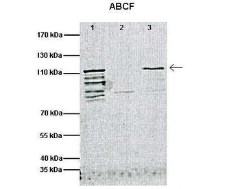 Abcf1 Rabbit Polyclonal Antibody