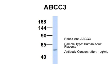 ABCC3 Rabbit Polyclonal Antibody