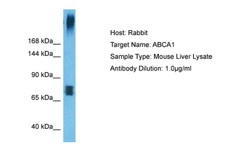 Abca1 Rabbit Polyclonal Antibody