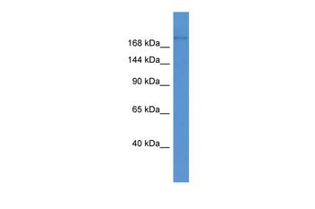 Abca1 Rabbit Polyclonal Antibody