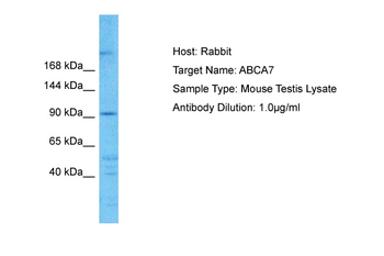 Abca7 Rabbit Polyclonal Antibody