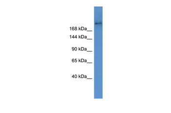 Abca7 Rabbit Polyclonal Antibody