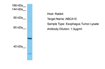 ABCA10 Rabbit Polyclonal Antibody