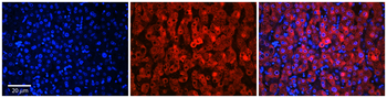 SLC37A4 Rabbit Polyclonal Antibody