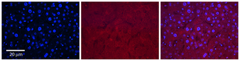 SLC37A4 Rabbit Polyclonal Antibody