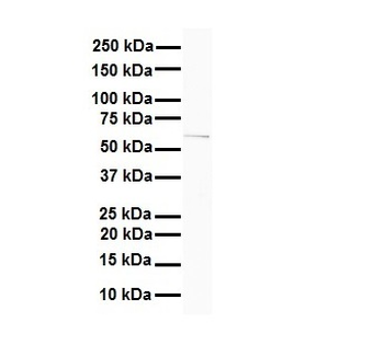 SLC7A1 Rabbit Polyclonal Antibody