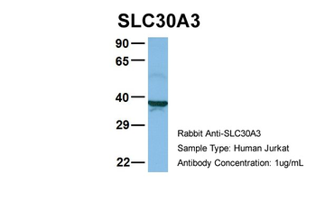 SLC30A3 Rabbit Polyclonal Antibody