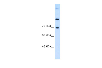 SLC7A4 Rabbit Polyclonal Antibody