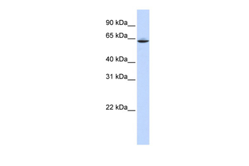 SLC33A1 Rabbit Polyclonal Antibody