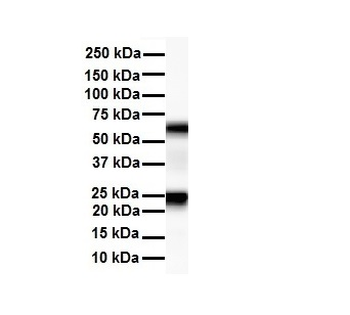 SLC33A1 Rabbit Polyclonal Antibody