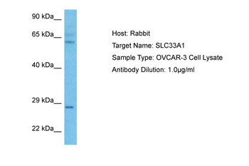 SLC33A1 Rabbit Polyclonal Antibody