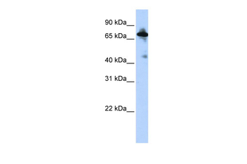 SLC9A8 Rabbit Polyclonal Antibody