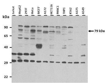 SLCO1C1 Rabbit Polyclonal Antibody