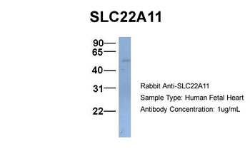 SLC22A11 Rabbit Polyclonal Antibody