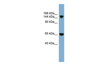 SLC4A5 Rabbit Polyclonal Antibody