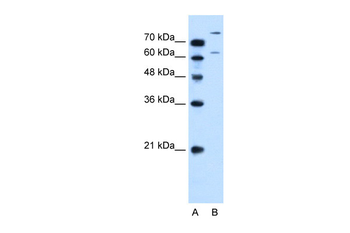 SLC26A1 Rabbit Polyclonal Antibody