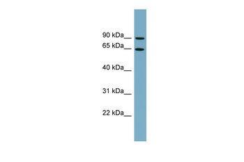 SLC12A8 Rabbit Polyclonal Antibody