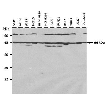 SLC5A8 Rabbit Polyclonal Antibody