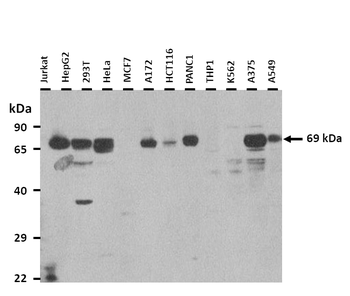 SLC24A4 Rabbit Polyclonal Antibody