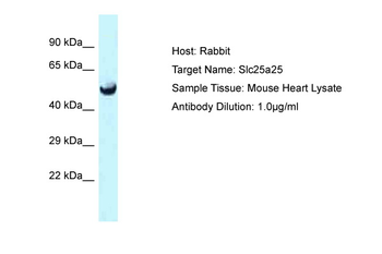 Slc25a25 Rabbit Polyclonal Antibody
