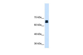 SLC9A9 Rabbit Polyclonal Antibody